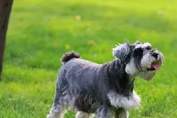 犬瘟热早期症状有哪些