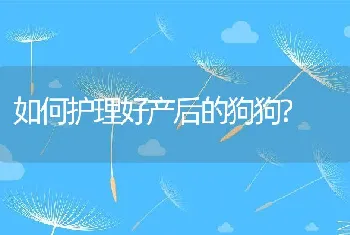 如何护理好产后的狗狗?