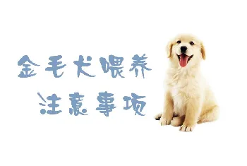 金毛犬喂养注意事项