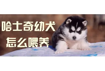 哈士奇幼犬怎么喂