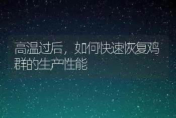 高温过后，如何快速恢复鸡群的生产性能