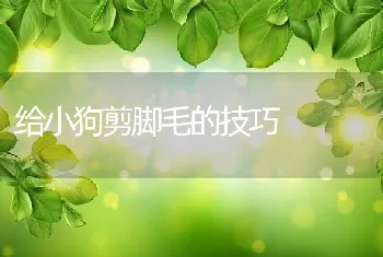 给小狗剪脚毛的技巧