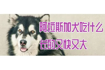 阿拉斯加犬吃什么长的又快又大