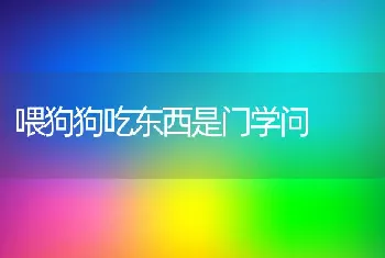 喂狗狗吃东西是门学问