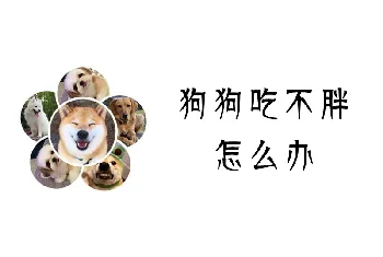 狗狗吃不胖怎么办