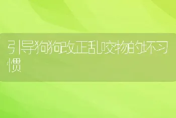 引导狗狗改正乱咬物的坏习惯