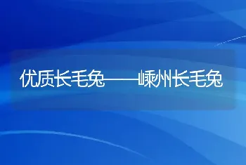 优质长毛兔――嵊州长毛兔