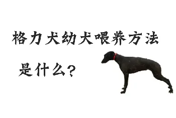 格力犬幼犬的喂养方法是什么