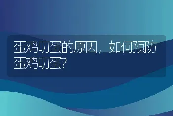 蛋鸡叨蛋的原因，如何预防蛋鸡叨蛋?