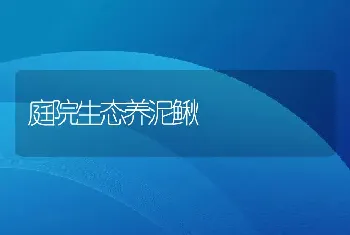 庭院生态养泥鳅