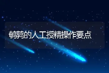 鹌鹑的人工授精操作要点