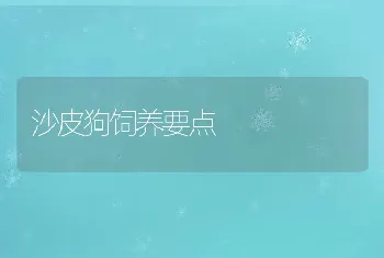 沙皮狗饲养要点