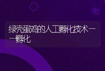 绿壳蛋鸡的人工孵化技术——孵化