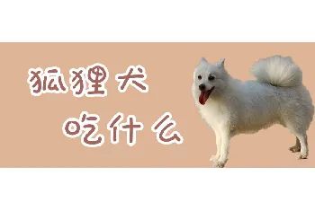 狐狸犬吃什么