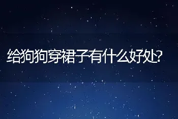 给狗狗穿裙子有什么好处?