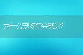 为什么宠物狗会磨牙?