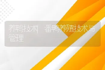 养鸭技术|番鸭养殖技术与管理