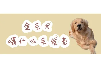 金毛犬喂什么毛发亮