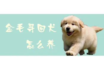 金毛寻回犬怎么养