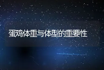 蛋鸡体重与体型的重要性