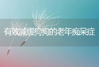 有效减缓狗狗的老年痴呆症