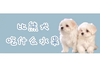 比熊犬吃什么水果