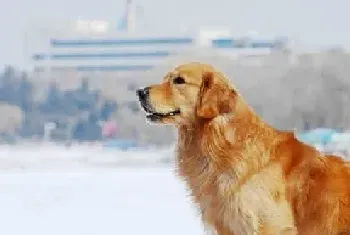 关于犬瘟热传染人吗的相关知识介绍