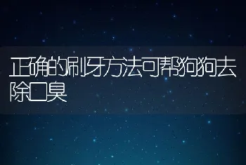 正确的刷牙方法可帮狗狗去除口臭