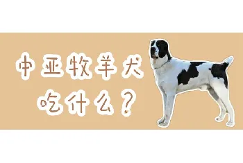 中亚牧羊犬吃什么