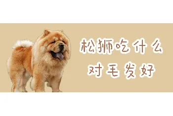 松狮吃什么对毛发好