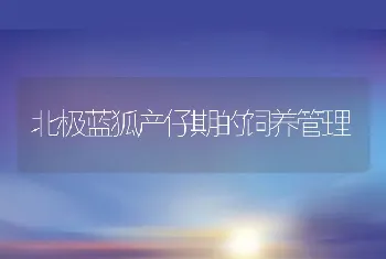 北极蓝狐产仔期的饲养管理