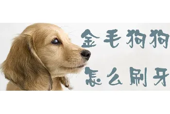 金毛狗狗怎么刷牙