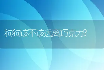 狗狗该不该远离巧克力?