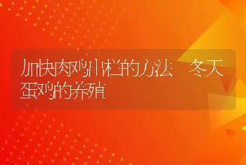 加快肉鸡出栏的方法 冬天蛋鸡的养殖