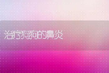 治疗狗狗的鼻炎