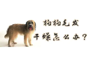 狗狗毛发干燥怎么办