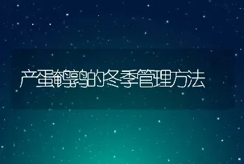 产蛋鹌鹑的冬季管理方法