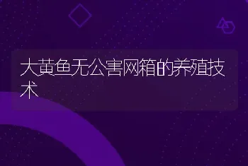 大黄鱼无公害网箱的养殖技术