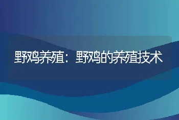 野鸡养殖：野鸡的养殖技术