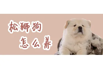 松狮狗怎么养