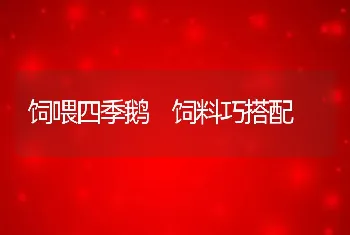 饲喂四季鹅 饲料巧搭配