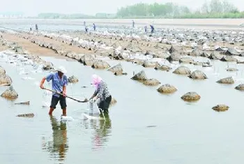 海参越冬期管理技术