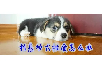 柯基幼犬挑食怎么办