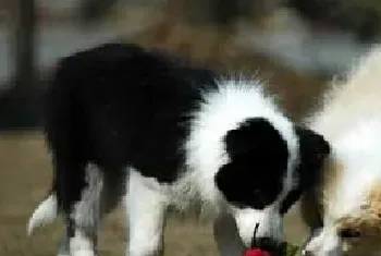 边境牧羊犬如何训练才能有好效果?边境牧羊犬训练技巧!