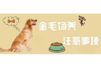 金毛饲养注意事项