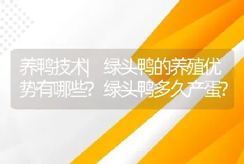 养鸭技术|绿头鸭的养殖优势有哪些?绿头鸭多久产蛋?