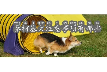 养柯基犬注意事项有哪些