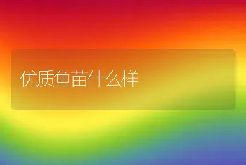 优质鱼苗什么样