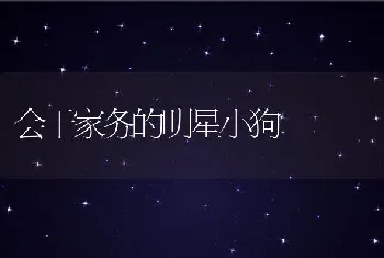 会干家务的明星小狗