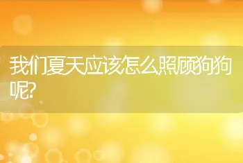 我们夏天应该怎么照顾狗狗呢?